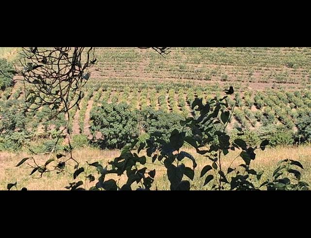 FARM FOR SALE IN HIGH RIDGE